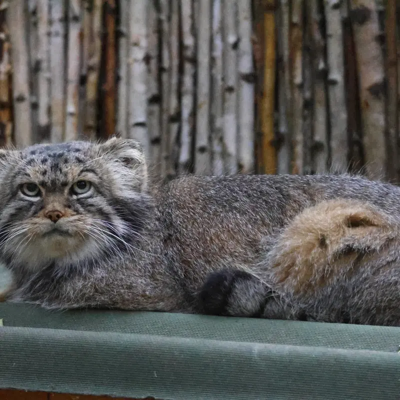 A photograph of George in Novosibirsk Zoo