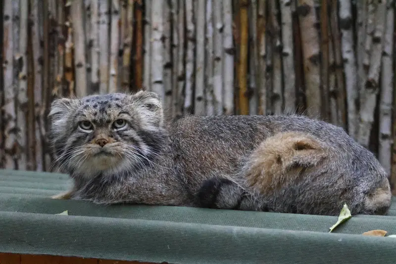 A photograph of George in Novosibirsk Zoo