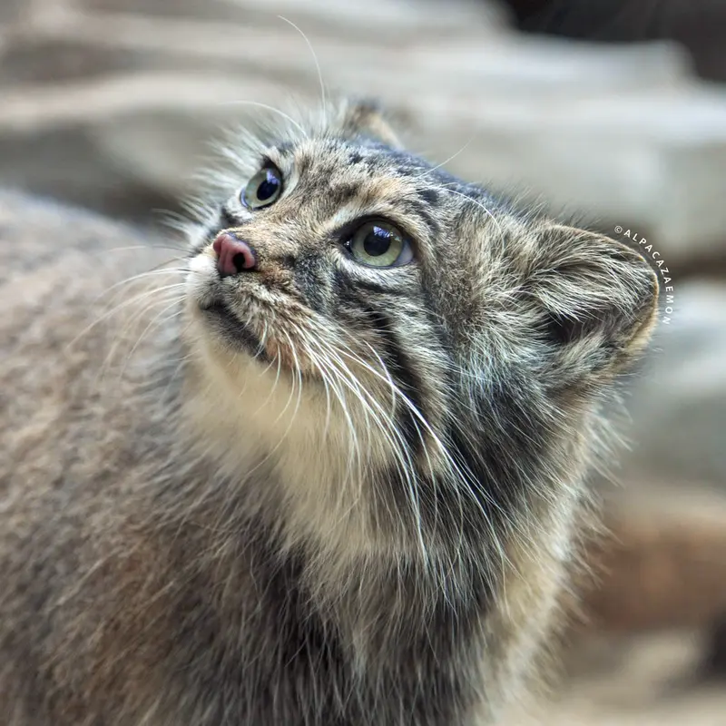 A photograph of Az in Kobe Animal Kingdom