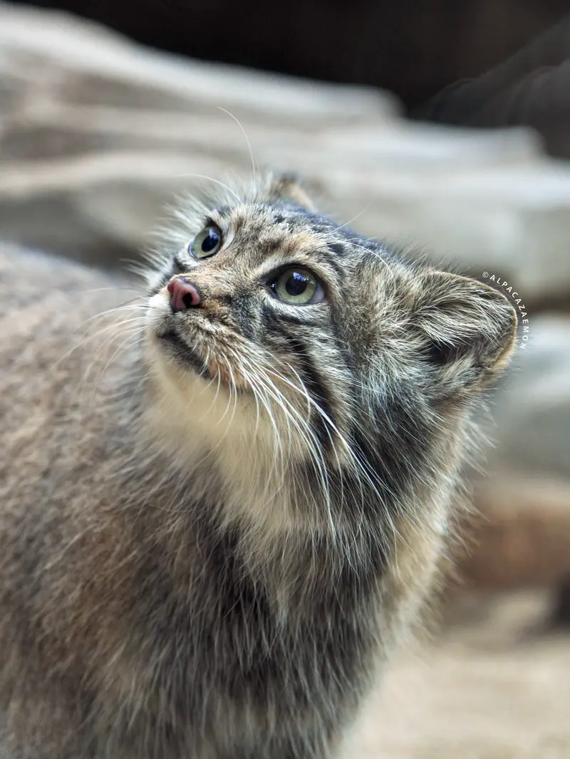 A photograph of Az in Kobe Animal Kingdom