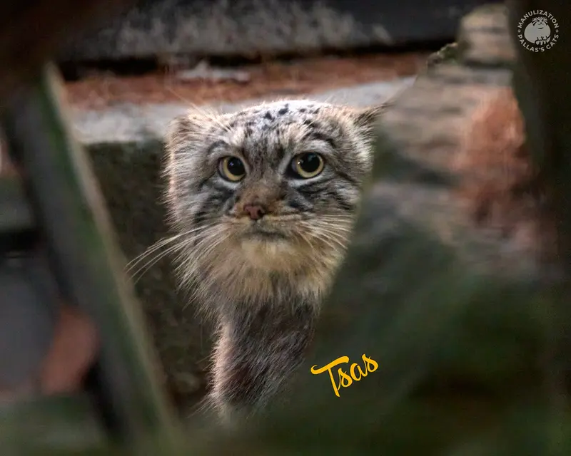 A photograph of a Pallas's cat