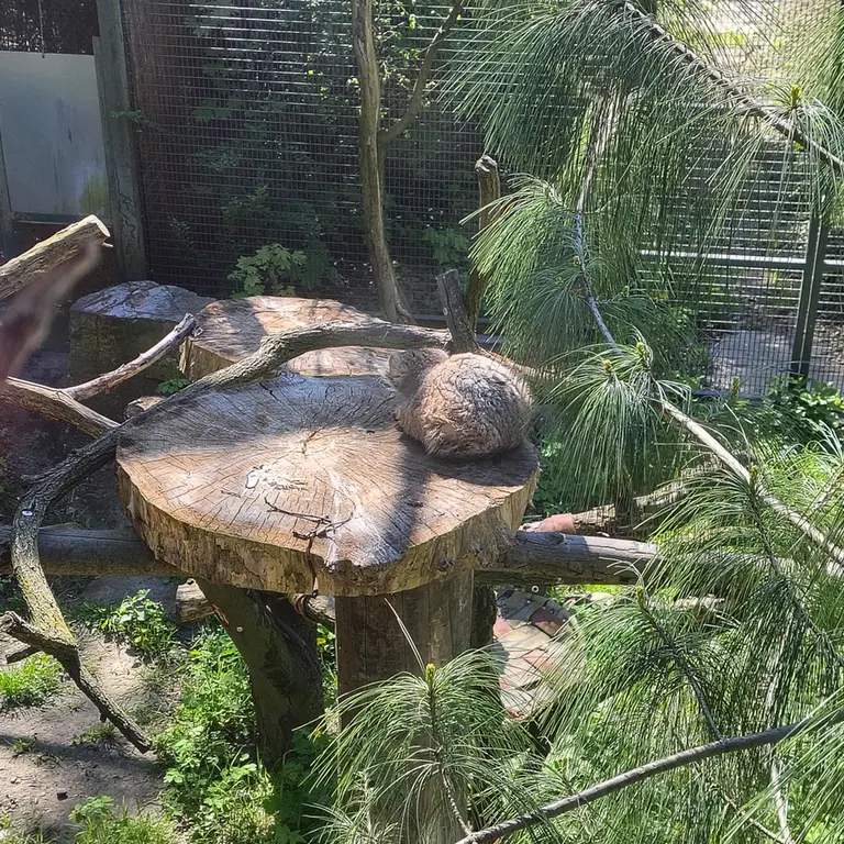 A photograph of Pazzo in Łódź Zoo