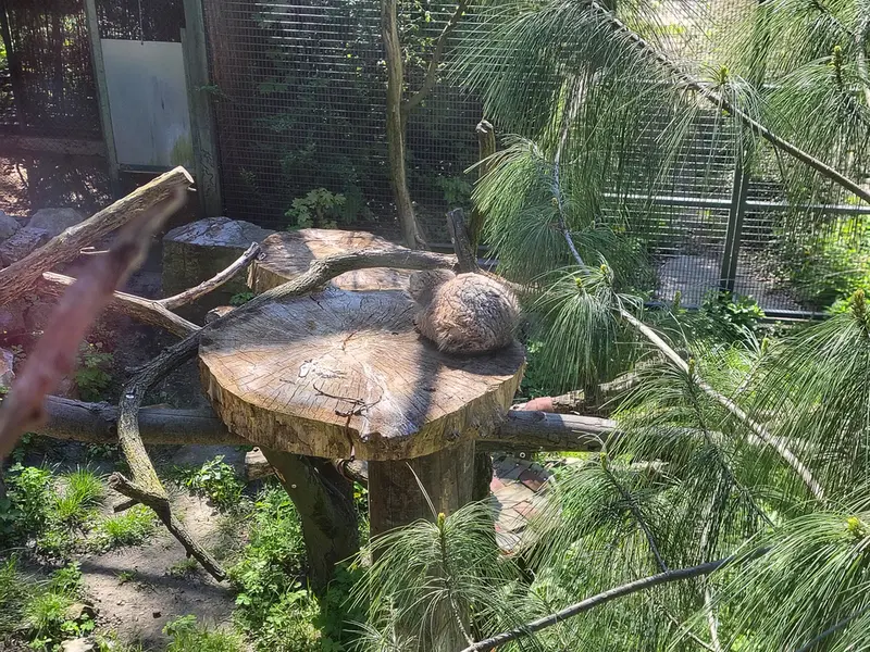 A photograph of Pazzo in Łódź Zoo