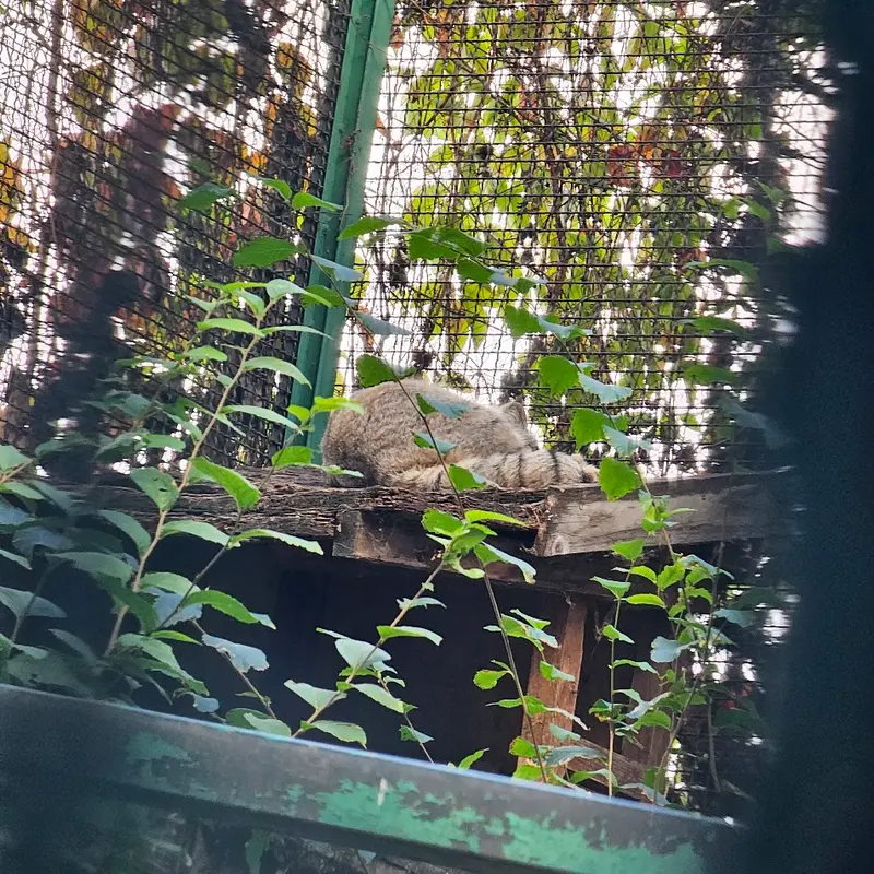 A photograph of a Pallas's cat in Budapest Zoo & Botanical Garden