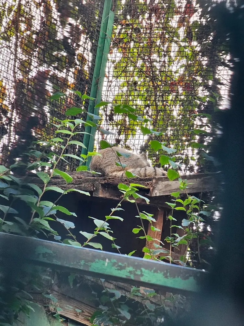 A photograph of a Pallas's cat in Budapest Zoo & Botanical Garden