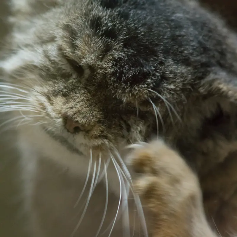 A photograph of Primula in Ueno Zoological Gardens