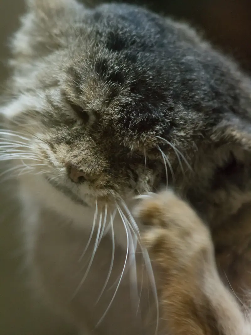 A photograph of Primula in Ueno Zoological Gardens