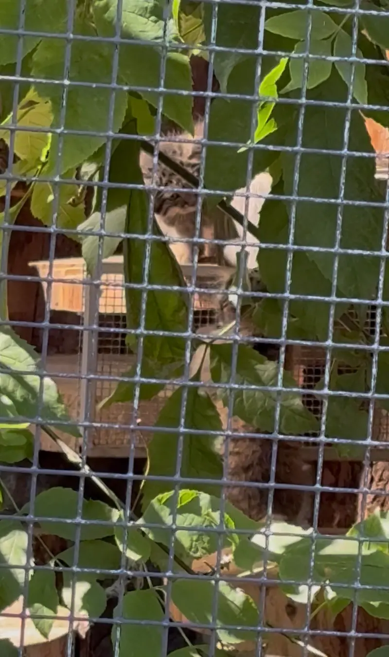 A photograph of Kitten of Pepe b.2026 Ⅰ and Kitten of Pepe b.2026 Ⅱ in Leningrad zoo