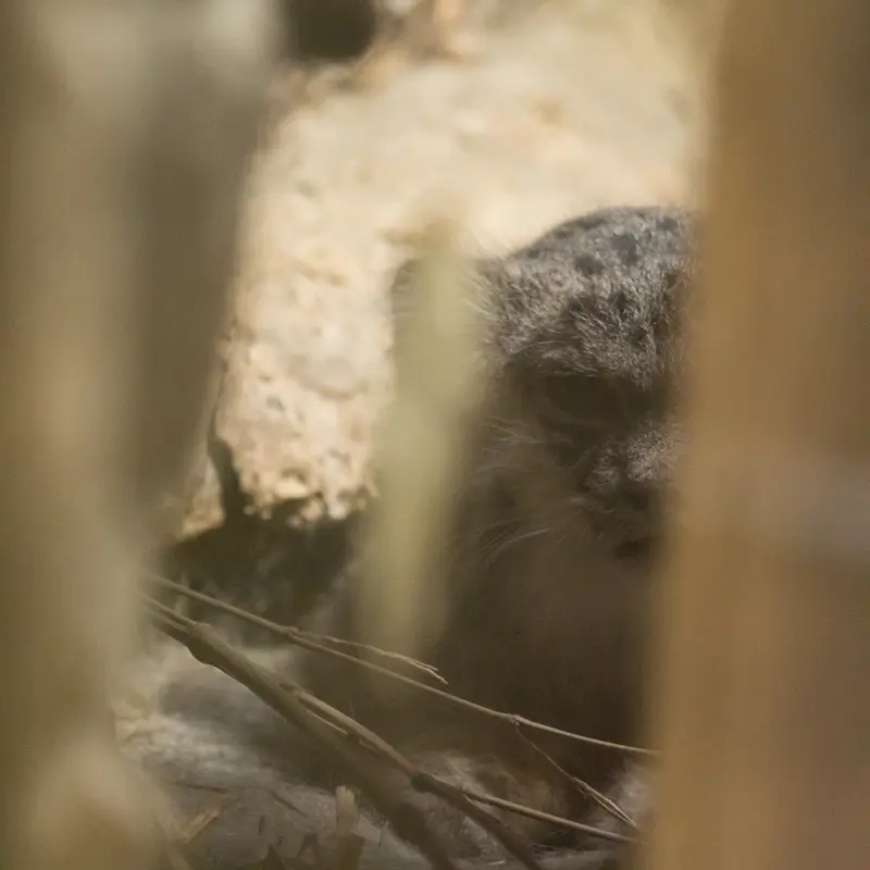 A photograph of Klyon in Ueno Zoological Gardens