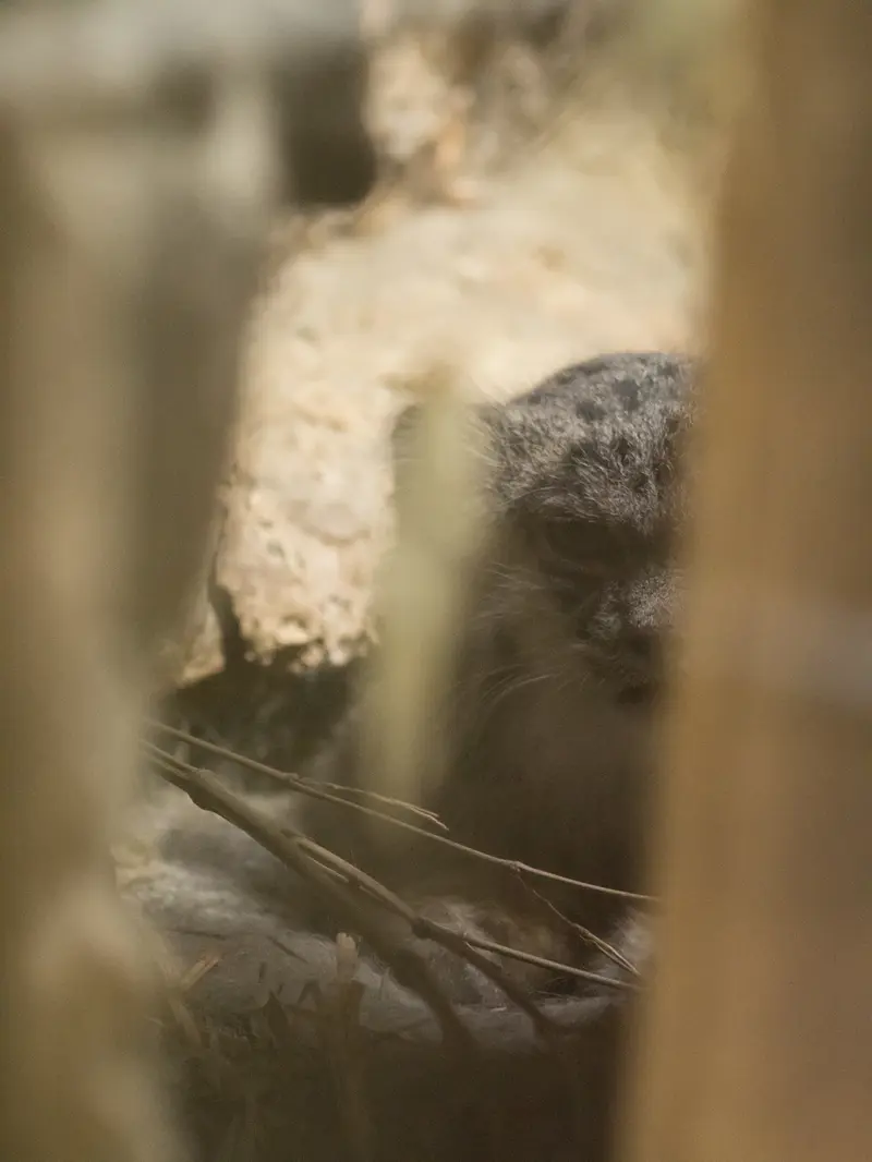 A photograph of Klyon in Ueno Zoological Gardens