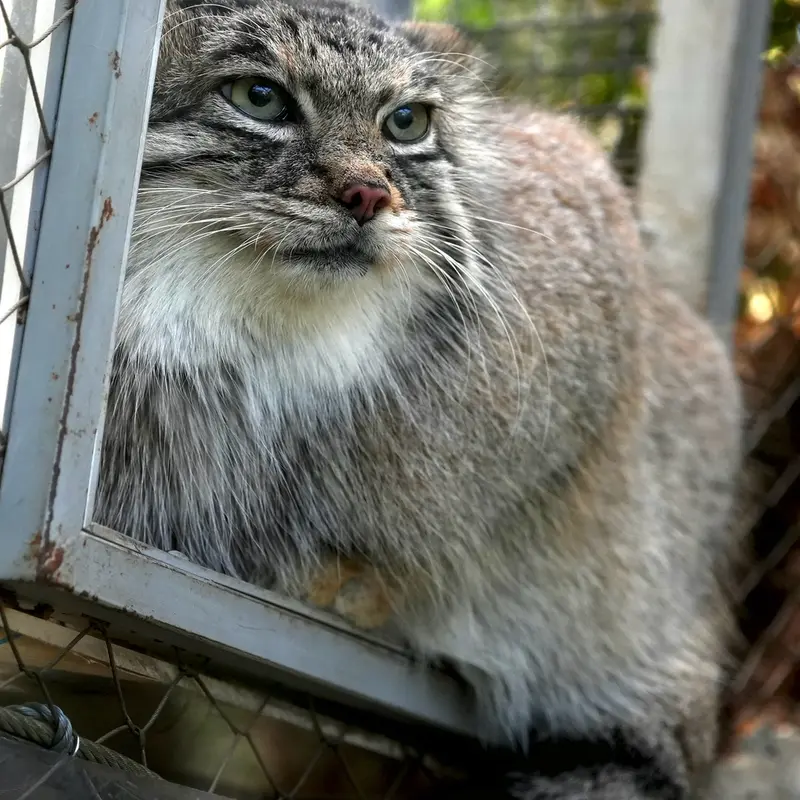 A photograph of Az in Kobe Animal Kingdom