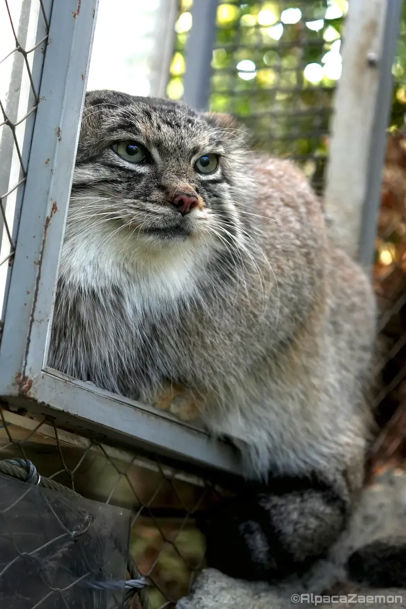 A photograph of Az in Kobe Animal Kingdom
