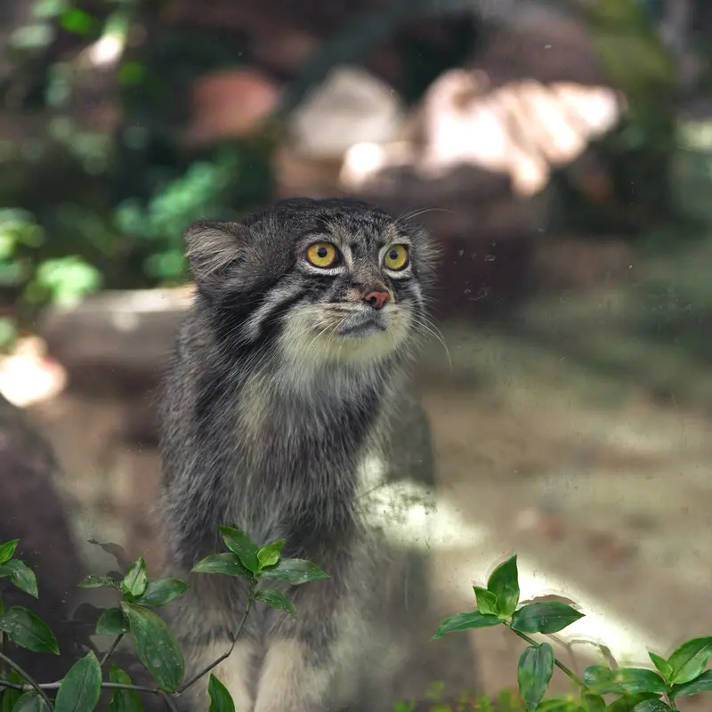 A photograph of Nar in Kobe Animal Kingdom
