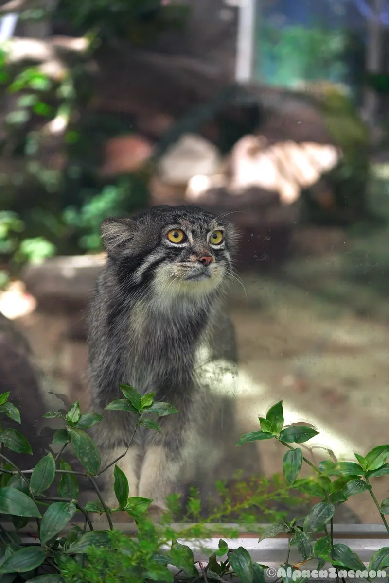 A photograph of Nar in Kobe Animal Kingdom