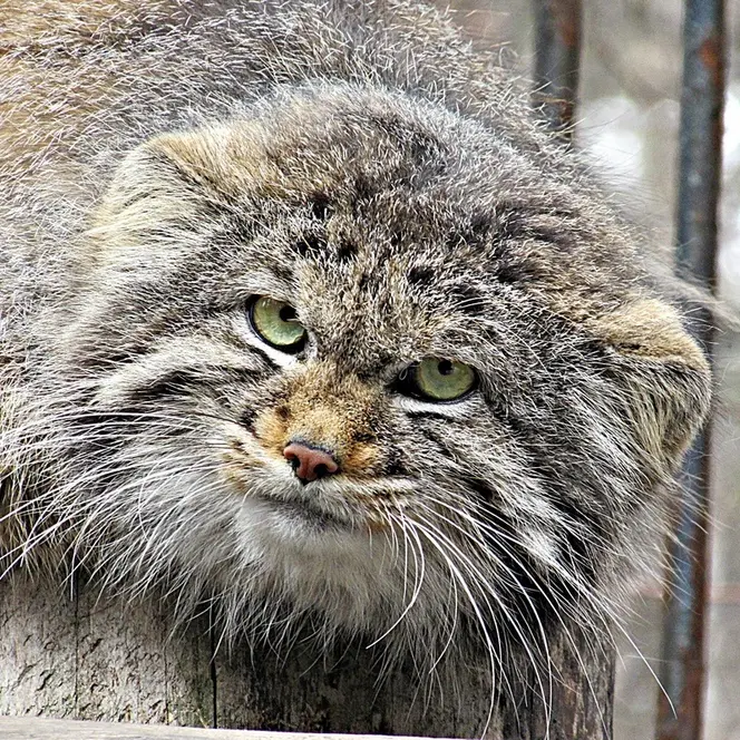A photograph of a Pallas's cat in Novosibirsk Zoo
