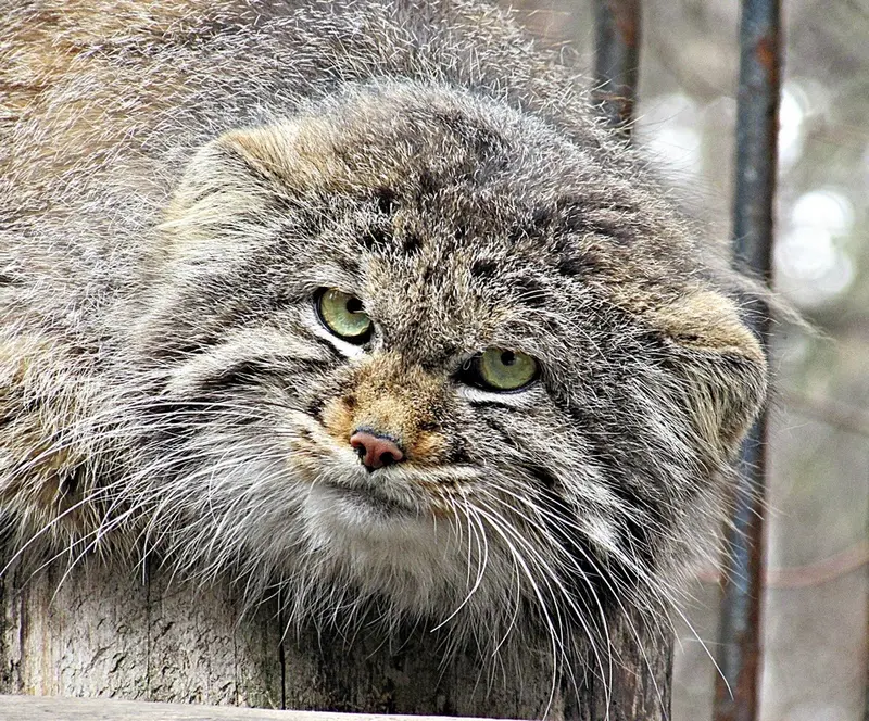 A photograph of a Pallas's cat in Novosibirsk Zoo