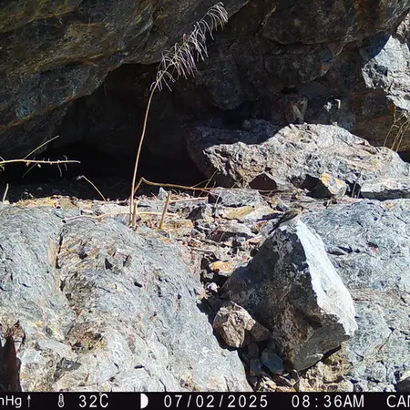 A photograph of a Pallas's cat from Zhundy 1 camera trap