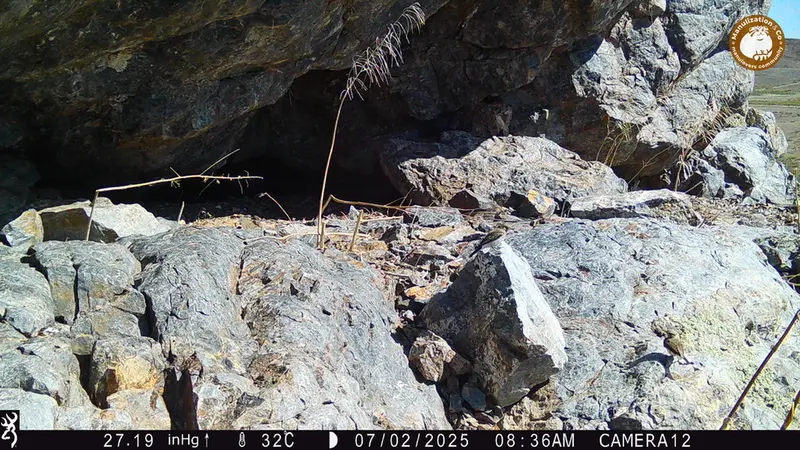 A photograph of a Pallas&#039;s cat from Zhundy 1 camera trap