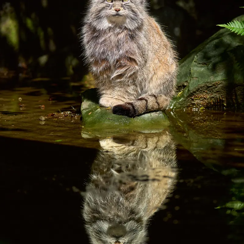 A photograph of Fellini in Parco Faunistico La Torbiera