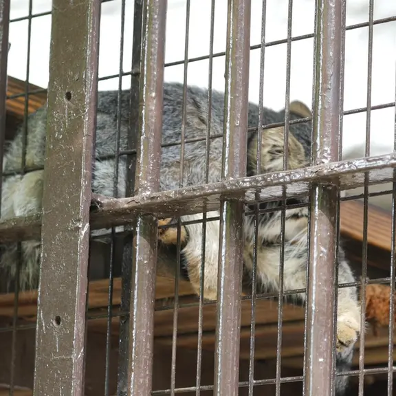 A photograph of a Pallas's cat in Nogeyama Zoo