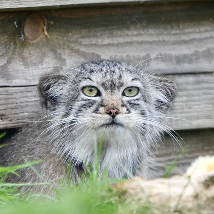 A photograph of Tuya in Port Lympne Wild Animal Park