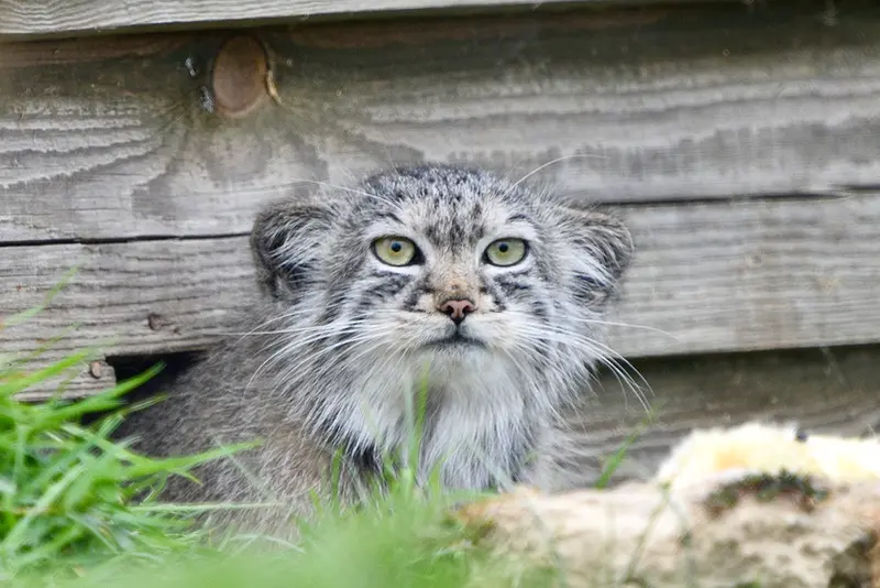 A photograph of Tuya in Port Lympne Wild Animal Park