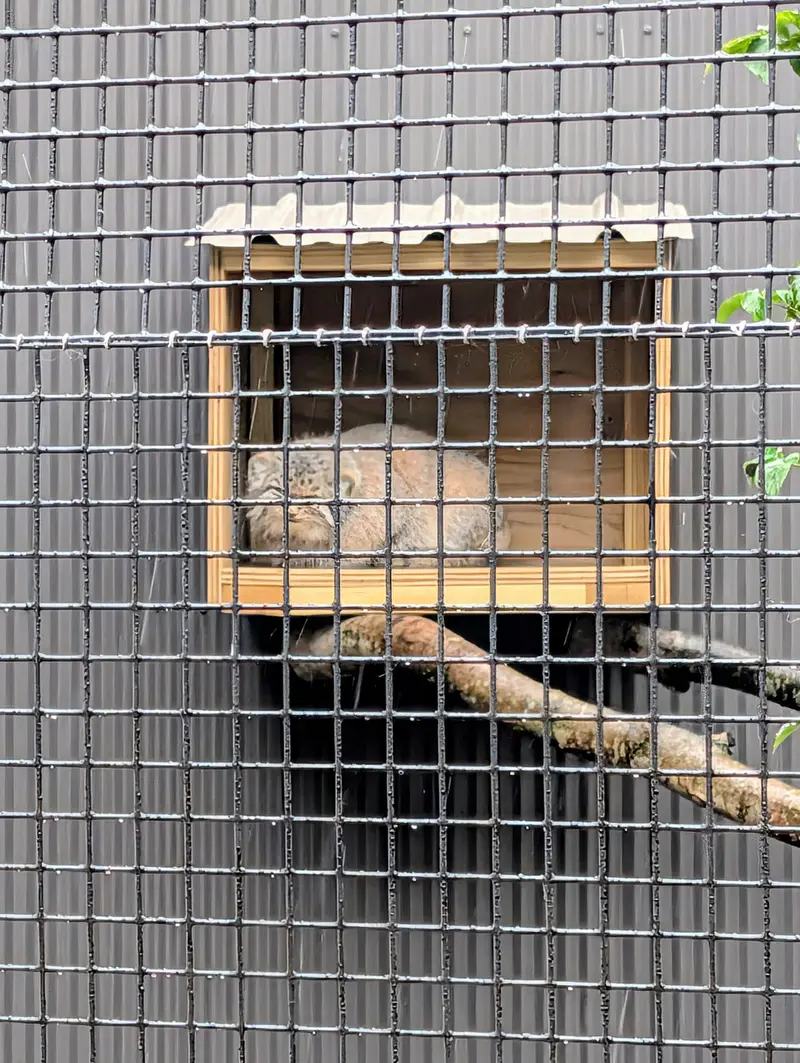 A photograph of Reza in Elmwood Park Zoo