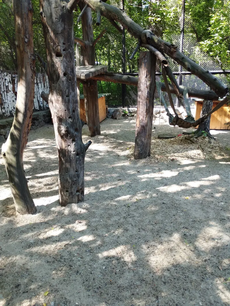 A photograph of a Pallas's cat in Novosibirsk Zoo