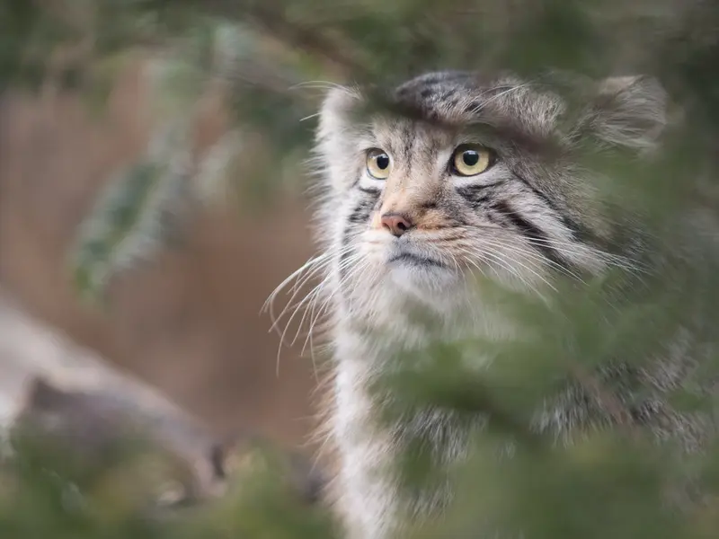 A photograph of Nagomu in Nasu Animal Kingdom
