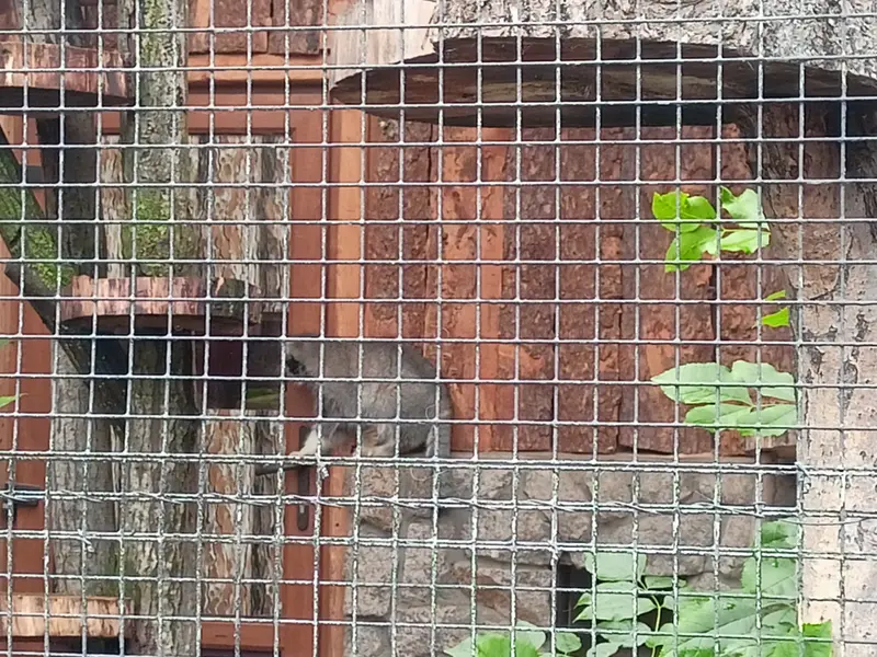 A photograph of a Pallas's cat