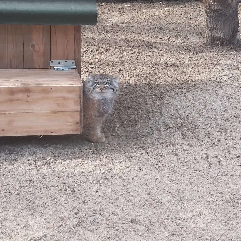A photograph of a Pallas's cat in Novosibirsk Zoo