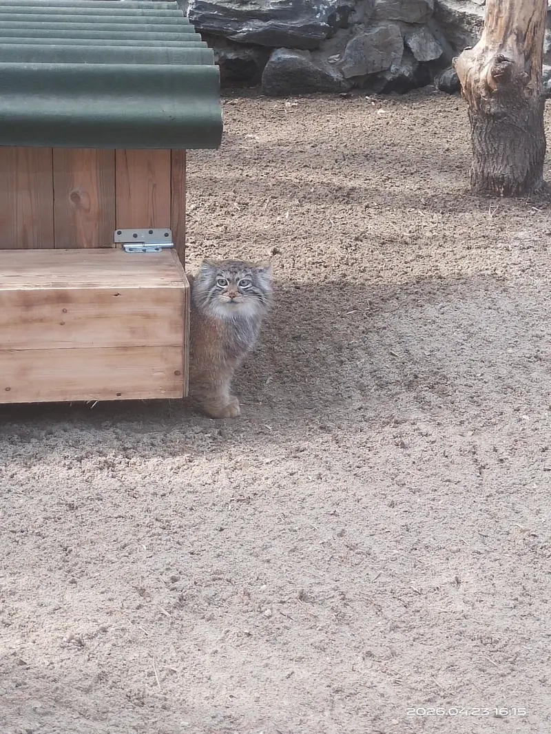 A photograph of a Pallas's cat in Novosibirsk Zoo