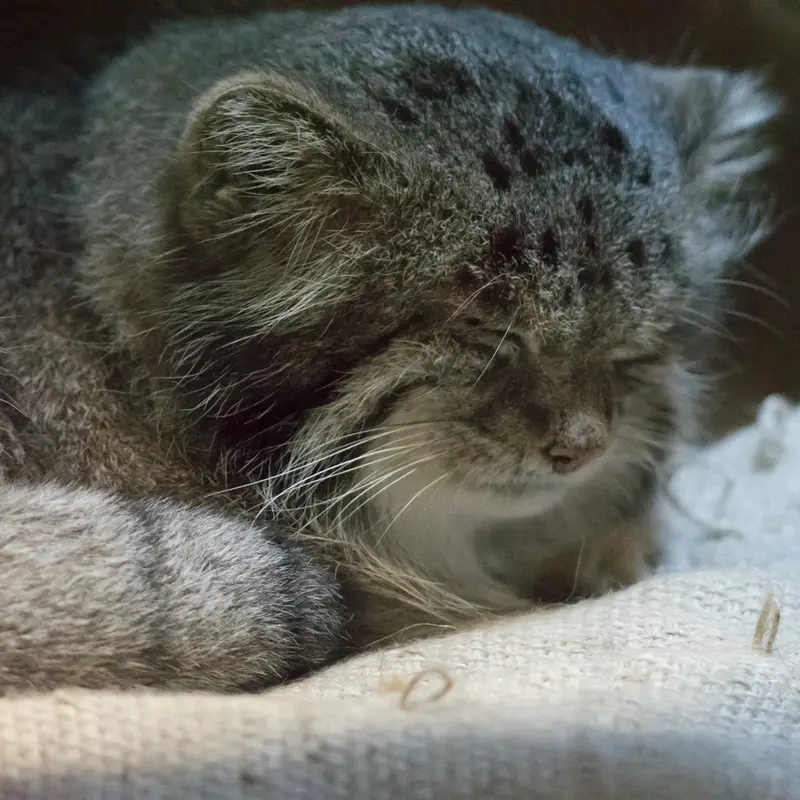 A photograph of Klyon in Ueno Zoological Gardens