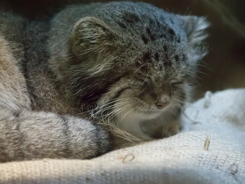 A photograph of Klyon in Ueno Zoological Gardens
