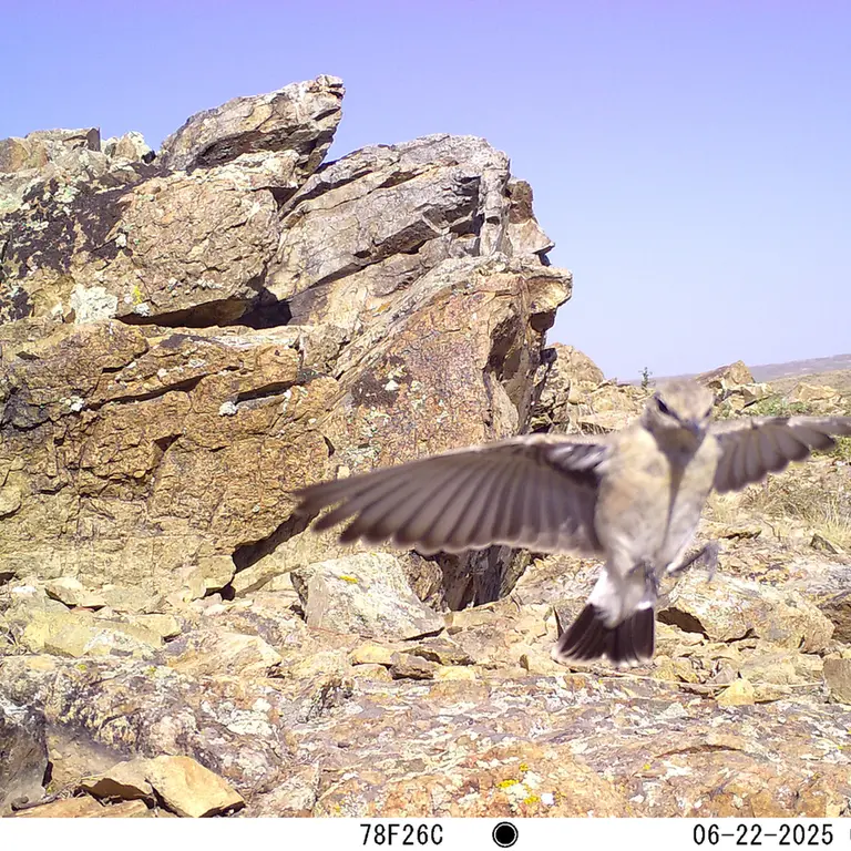 A photograph of a Pallas's cat from Karashoky [new] camera trap