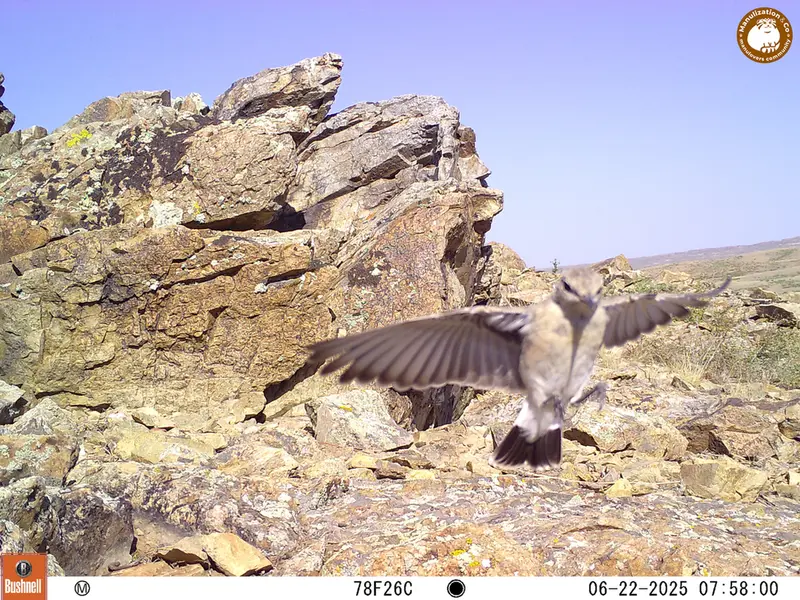 A photograph of a Pallas's cat from Karashoky [new] camera trap