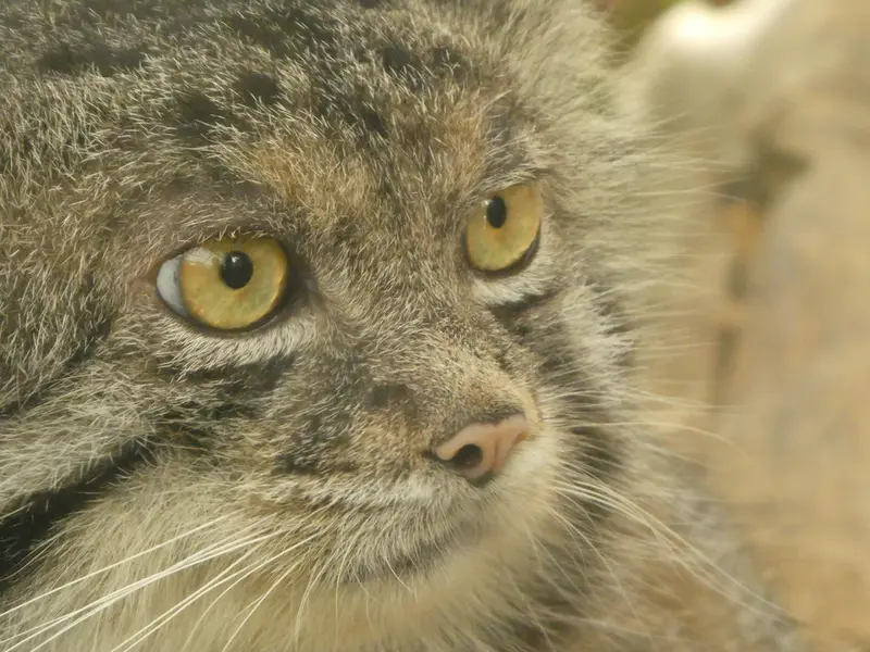 A photograph of Nar in Kobe Animal Kingdom
