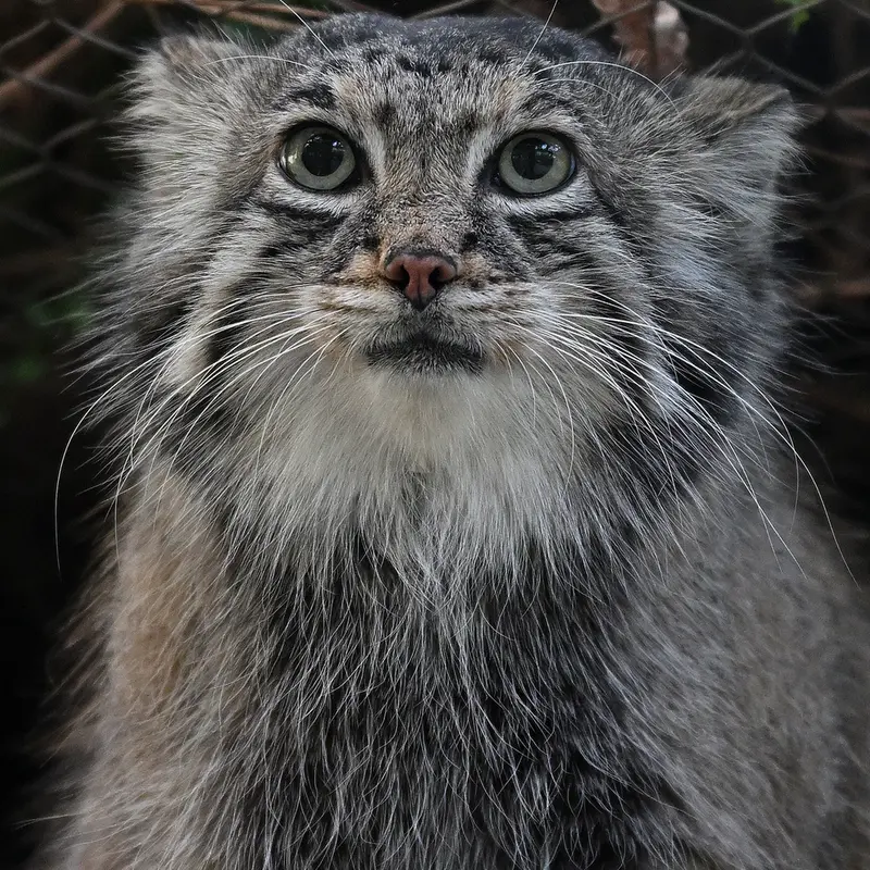 A photograph of Az in Kobe Animal Kingdom