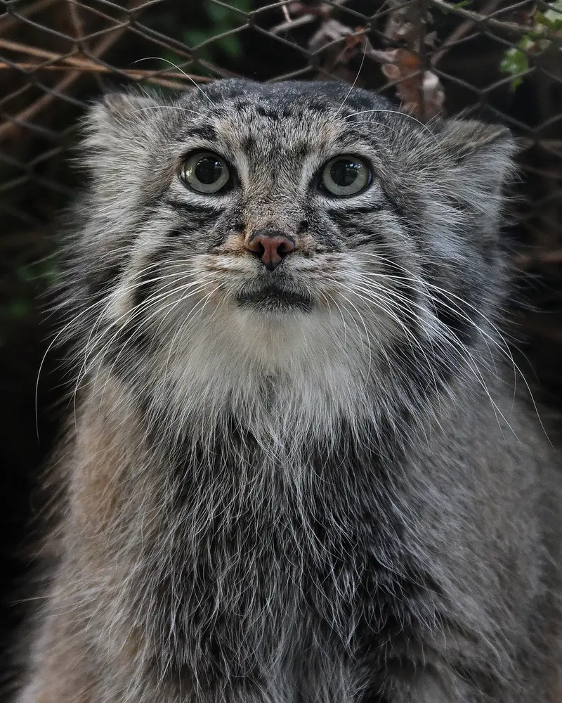 A photograph of Az in Kobe Animal Kingdom