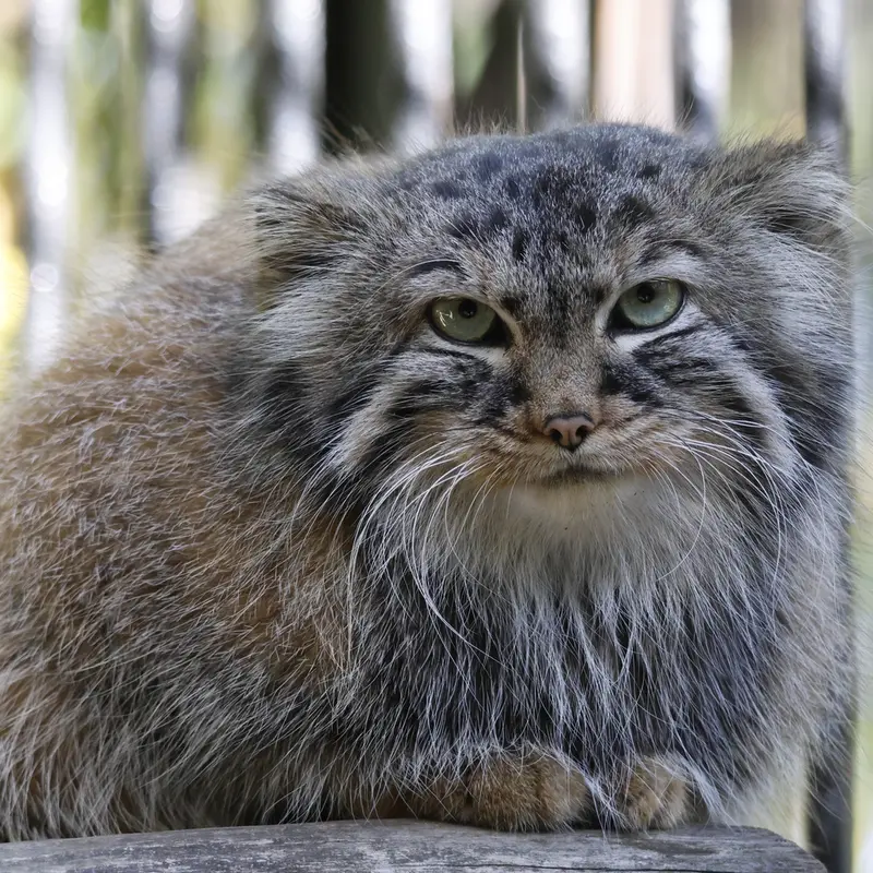 A photograph of Gabi in Novosibirsk Zoo