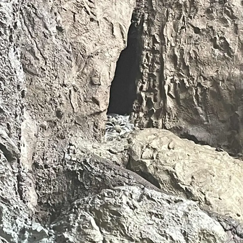 A photograph of Bataar in Birmingham Zoo