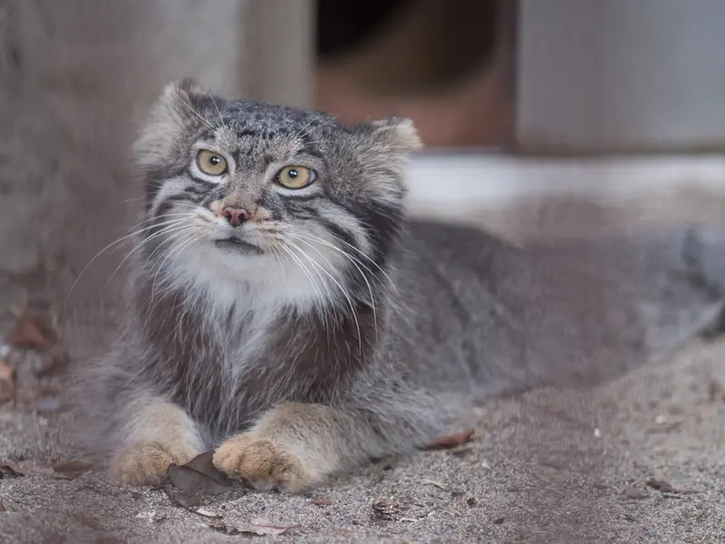A photograph of Figa in Nogeyama Zoo