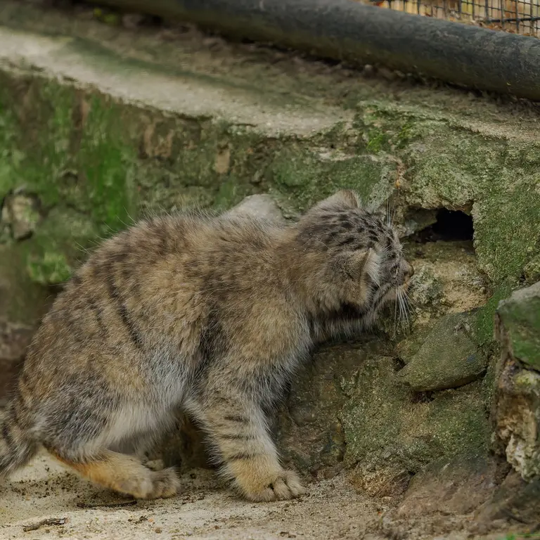 A photograph of a Pallas's cat in Brno Zoo