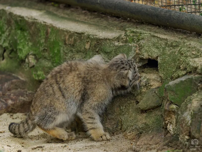 A photograph of a Pallas's cat in Brno Zoo