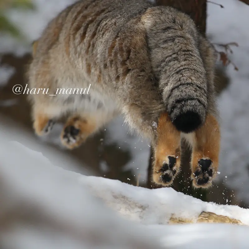 A photograph of Nagomu in Nasu Animal Kingdom