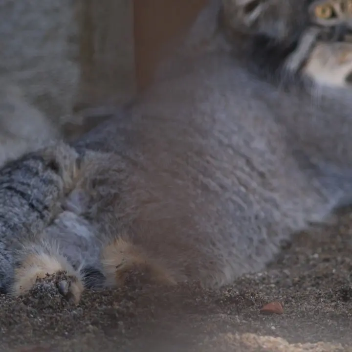 A photograph of a Pallas's cat in Nogeyama Zoo
