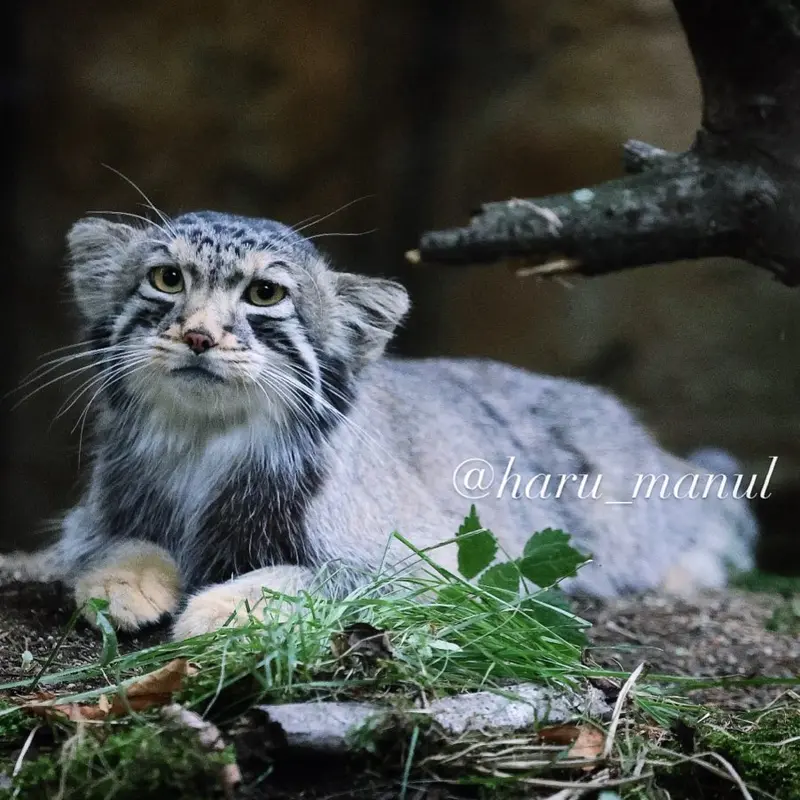 A photograph of Nagomu in Nasu Animal Kingdom