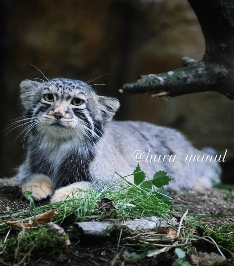 A photograph of Nagomu in Nasu Animal Kingdom