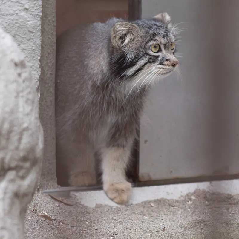 A photograph of Figa in Nogeyama Zoo
