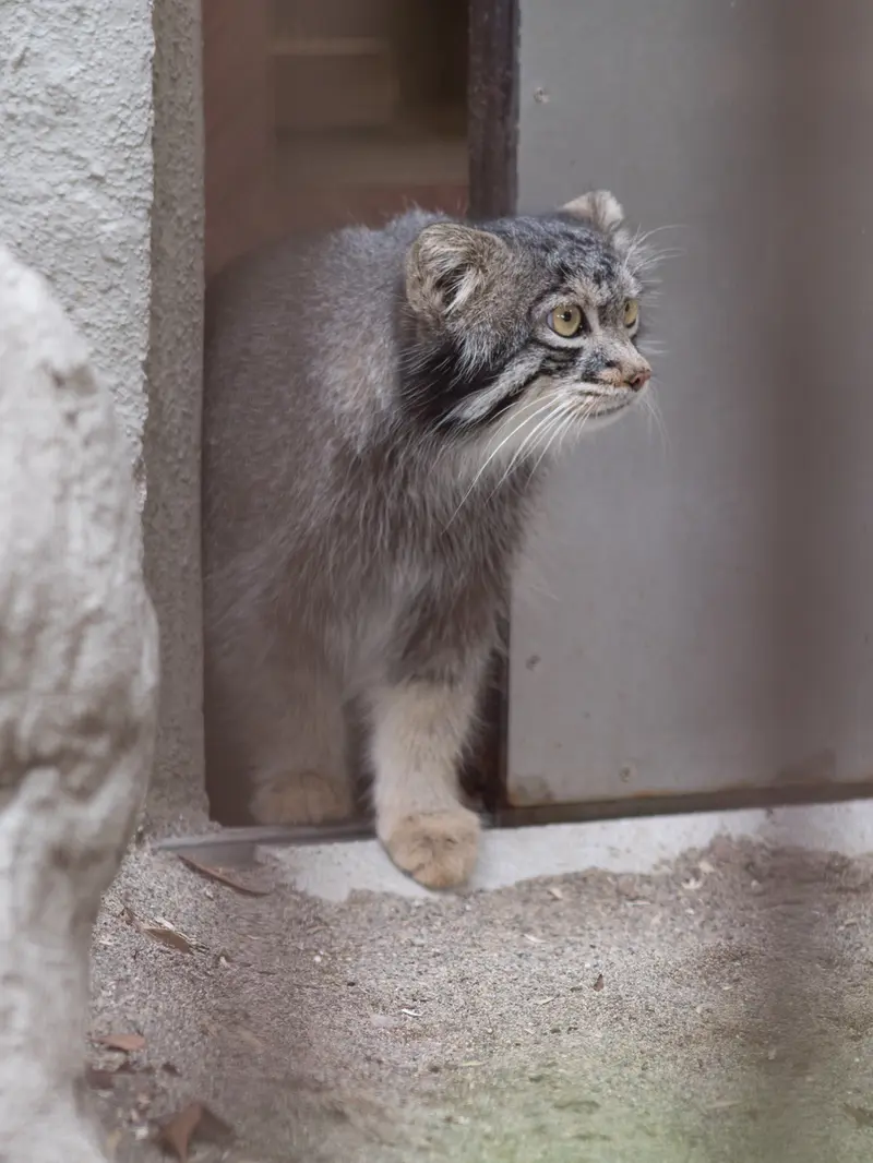 A photograph of Figa in Nogeyama Zoo